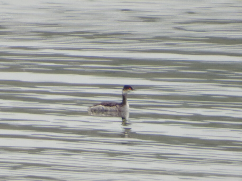 Photo of Black Necked Grebe